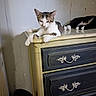 animal, black_and_white_cat, calm, cat, cozy, dormant, dresser, feline, furniture, household, indoor, paw, pet, quiet, relaxed, resting, sleeping, tabby, vintage, wall