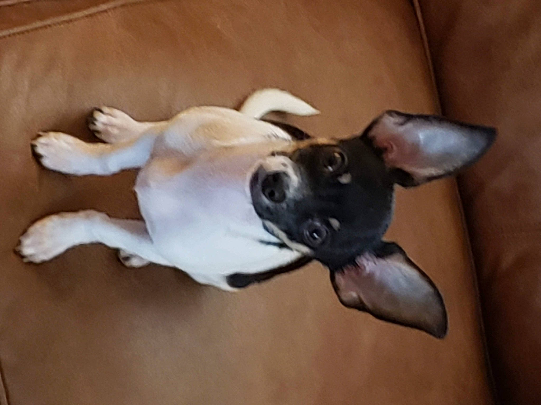 Buddy joined the competition — help win amazing prizes! bored, boston_terrier, carnivore, collar, comfort, companion_dog, dog, dog_breed, dog_collar, ear, fawn, french_bulldog, hardwood, paw, tail, terrestrial_animal, toy_dog, whiskers, wood, working_animal