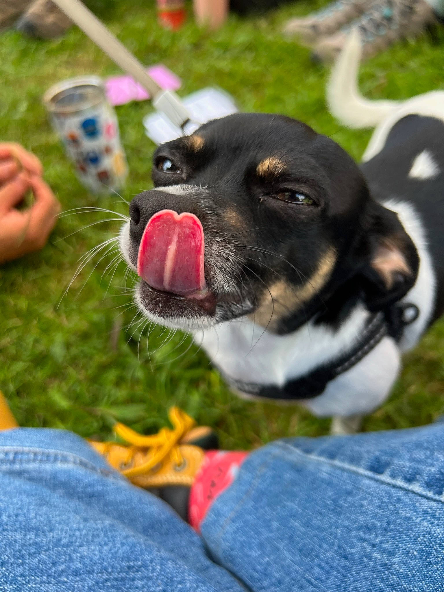 Buddy joined the competition — help win amazing prizes! ball, canidae, carnivore, collar, companion_dog, denim, dog, dog_breed, dog_collar, fawn, grass, guard_dog, leash, obedience_training, plant, snout, sporting_group, terrier, whiskers, working_dog