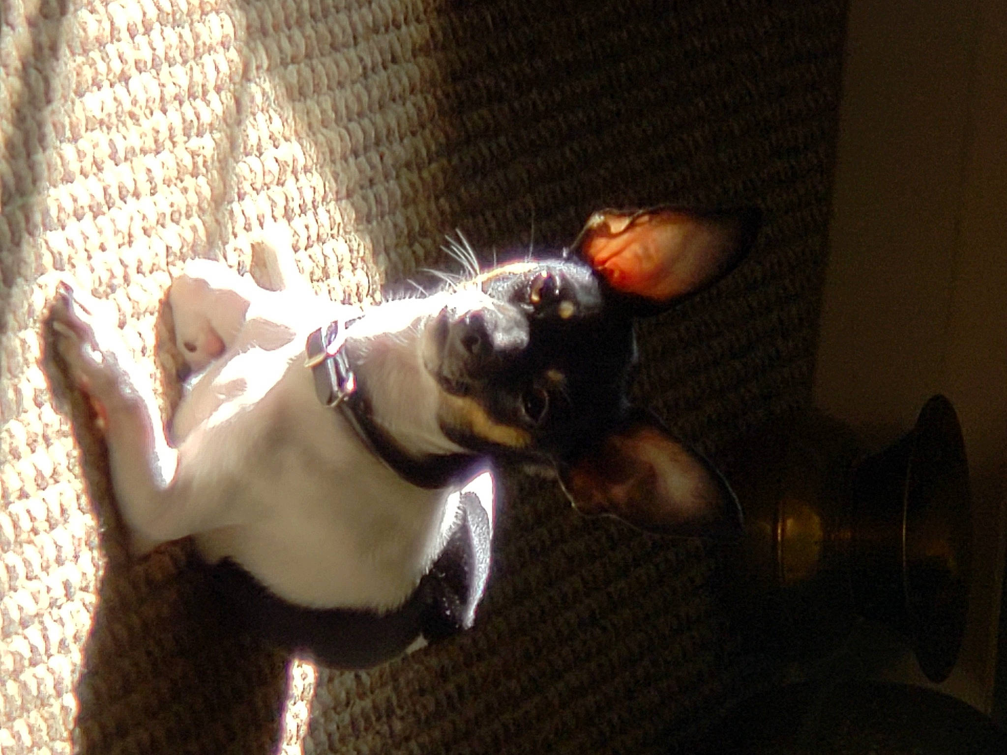 Buddy joined the competition — help win amazing prizes! canidae, carnivore, companion_dog, darkness, dog, dog_breed, dog_collar, elbow, eyewear, fawn, flash_photography, human_leg, room, shadow, snout, sporting_group, tail, toy, whiskers, wood