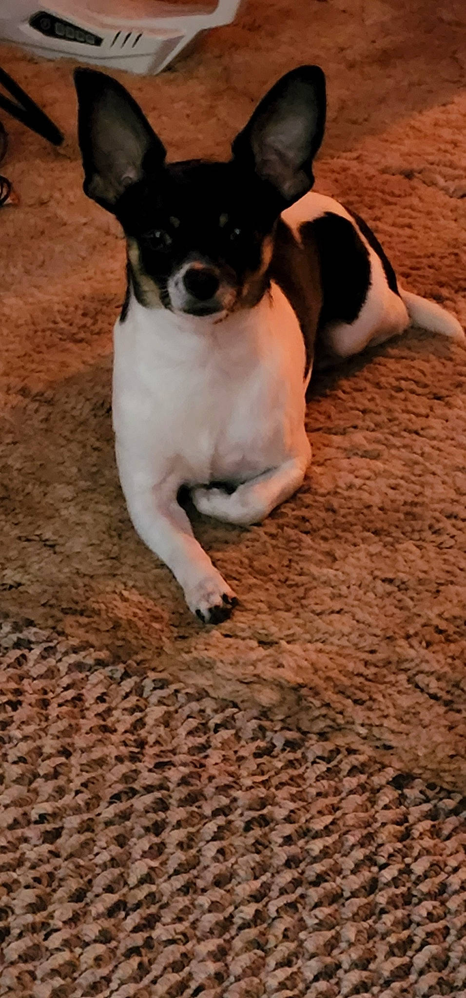 Buddy joined the competition — help win amazing prizes! canidae, carnivore, companion_dog, dog, dog_breed, flooring, fur, paw, puppy, small_terrier, snout, soil, sporting_group, terrestrial_animal, terrier, toy_dog, whiskers, wood, working_animal