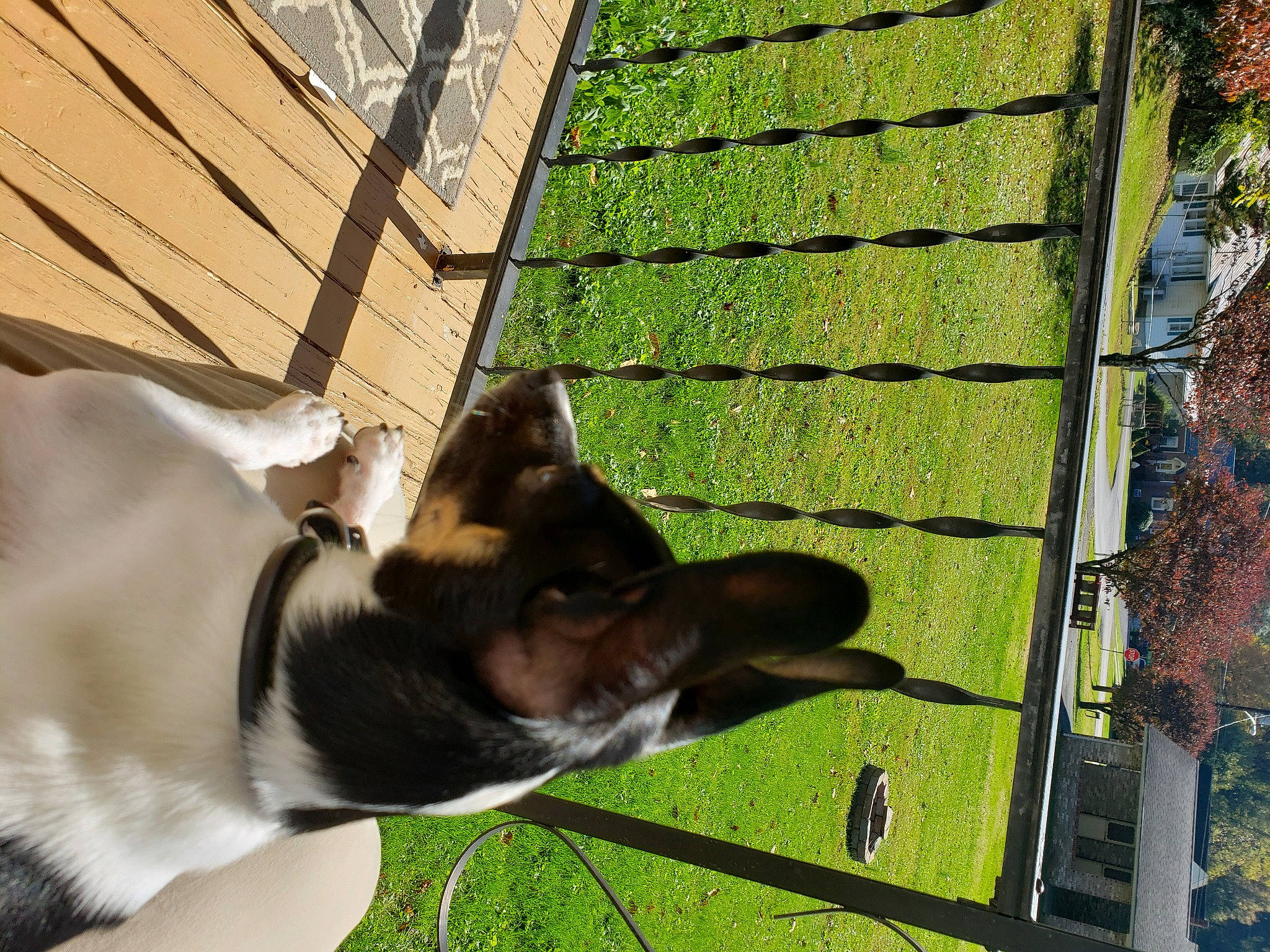 Buddy joined the competition — help win amazing prizes! canidae, carnivore, collar, companion_dog, dog, dog_breed, dog_collar, fawn, grass, hardwood, pet_supply, plant, shade, sporting_group, tail, terrestrial_animal, whiskers, wood, working_animal, working_dog