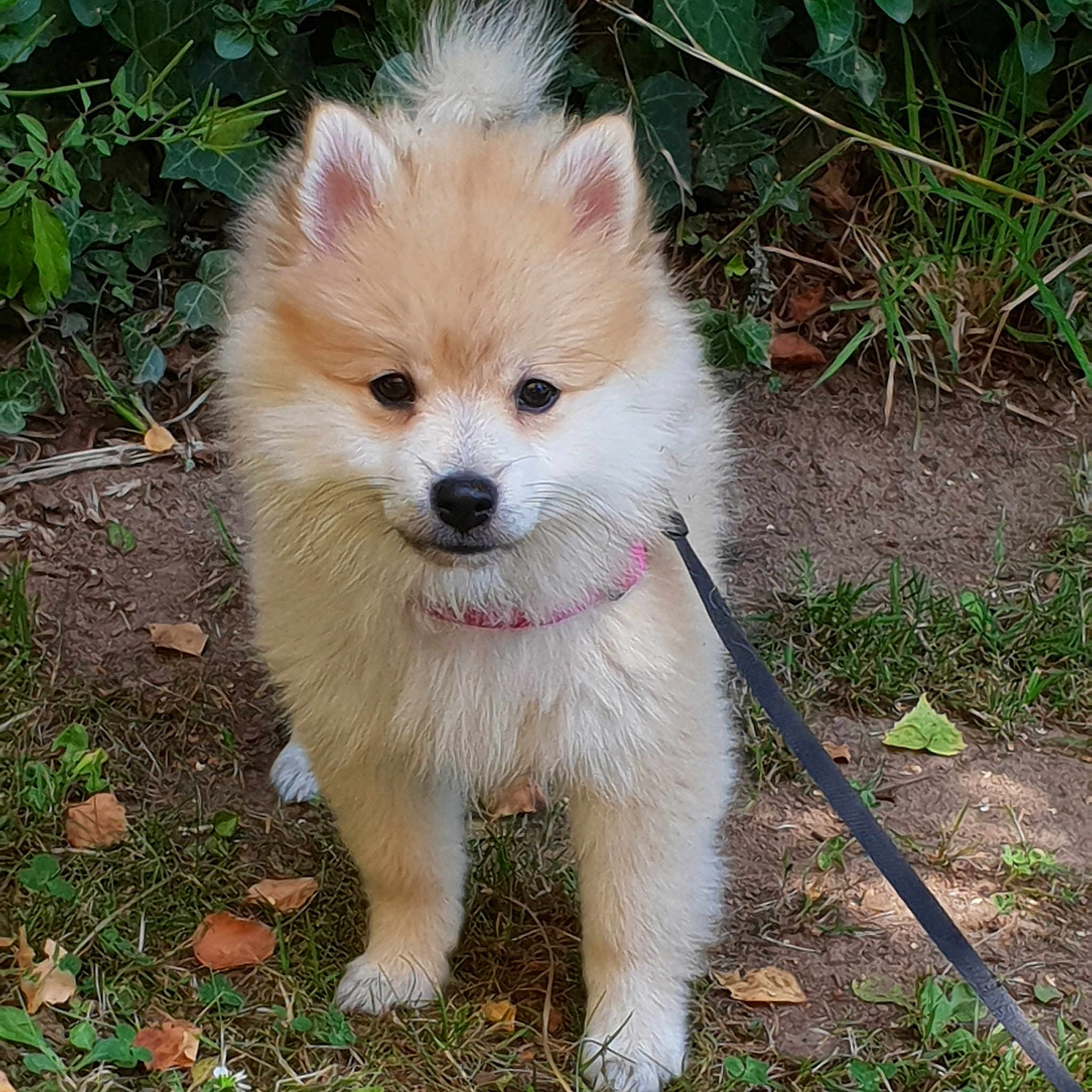 Lola