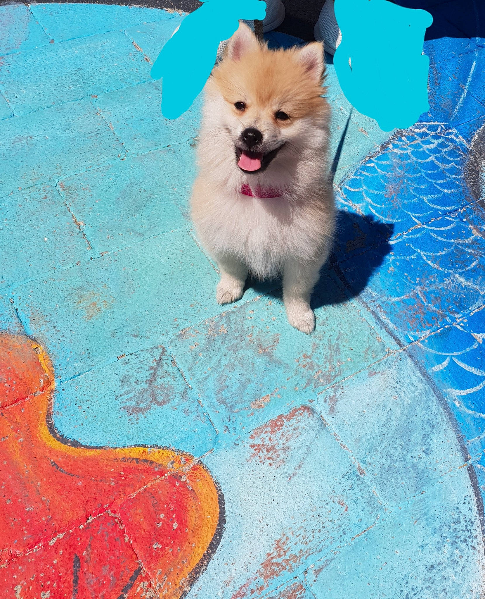 Lola a rejoint le concours — aidez-le/la à gagner de superbes lots ! ancient_dog_breeds, canidae, carnivore, companion_dog, dog, dog_breed, dog_supply, german_spitz, german_spitz_klein, german_spitz_mittel, indian_spitz, non_sporting_group, paint, pet_supply, pomeranian, spitz, sporting_group, toy_dog, volpino_italiano, working_animal