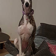Gaia participe au concours pour gagner de l'argent avec cette photo : dog, greyhound, pet, collar, indoor, couch, cushion, blanket, sitting, fur, animal, domestic_animal, ears, paw, snout, looking, relaxed, home, furniture, canine