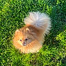 Saphir a rejoint le concours — aidez-le/la à gagner de superbes lots ! dog, pomeranian, fluffy, pet, grass, outdoor, sunlight, animal, cute, small_dog, fur, tail, greenery, nature, daylight, looking_up, mammal, companion, adorable, playful