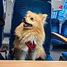 Saphir a rejoint le concours — aidez-le/la à gagner de superbes lots ! dog, pomeranian, pet, fluffy, red_harness, train_seat, blue_seat, interior, window, travel, animal, canine, cute, furry, looking_away, happy, transportation, indoor, seat, companion
