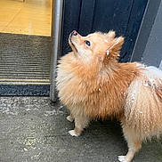 Saphir participe au concours pour gagner de l'argent avec cette photo : dog, pomeranian, fluffy, snow, wet_floor, door, glass, curious, looking_up, outdoor, animal, pet, small_dog, fur, winter, concrete, canine, side_view, standing, cute