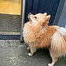 dog, pomeranian, fluffy, snow, wet_floor, door, glass, curious, looking_up, outdoor, animal, pet, small_dog, fur, winter, concrete, canine, side_view, standing, cute