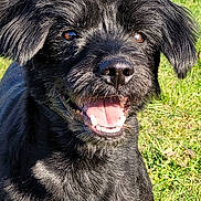 Snoopy a rejoint le concours — aidez-le/la à gagner de superbes lots ! dog, black_dog, smiling, happy, outdoor, grass, sunlight, pet, animal, canine, fur, tongue, ears, tail, nature, playful, daylight, closeup, friendly, mammal