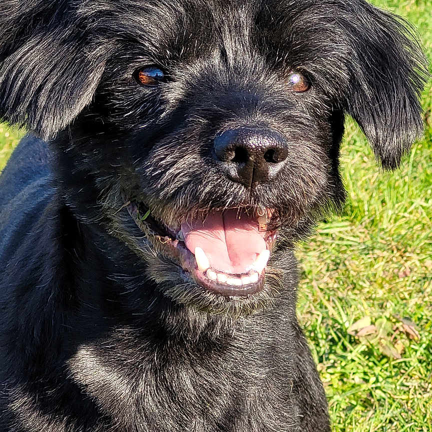 Snoopy a rejoint le concours — aidez-le/la à gagner de superbes lots ! animal, black_dog, canine, closeup, daylight, dog, ears, friendly, fur, grass, happy, mammal, nature, outdoor, pet, playful, smiling, sunlight, tail, tongue