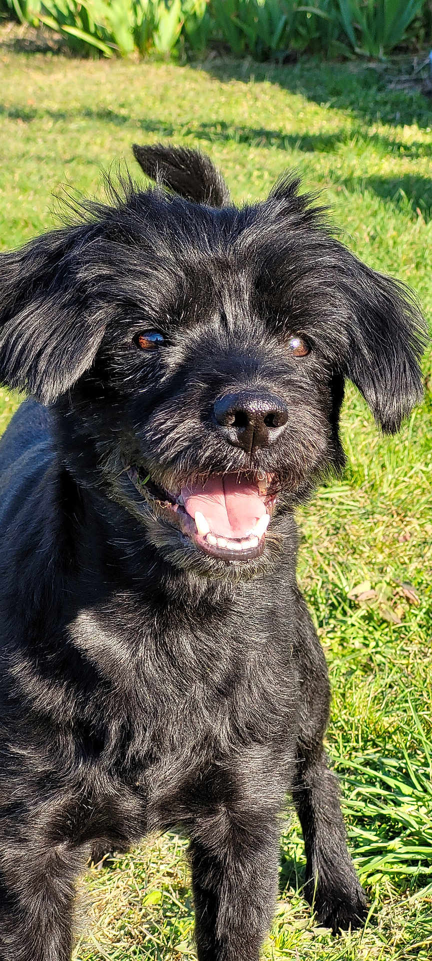 Snoopy a rejoint le concours — aidez-le/la à gagner de superbes lots ! dog, black_dog, smiling, happy, outdoor, grass, sunlight, pet, animal, canine, fur, tongue, ears, tail, nature, playful, daylight, closeup, friendly, mammal