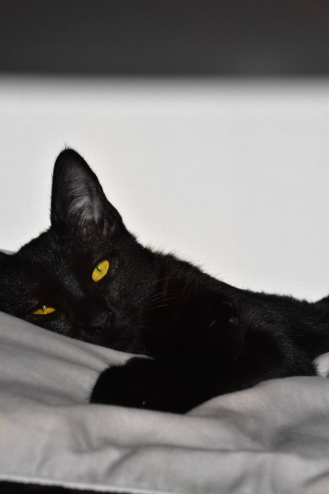 Gimli a rejoint le concours — aidez-le/la à gagner de superbes lots ! black_cat, bombay, carnivore, cat, comfort, domestic_short_haired_cat, eye, felidae, fur, grey, monochrome_photography, small_to_medium_sized_cats, snout, terrestrial_animal, whiskers