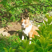 Nahco participe au concours pour gagner de l'argent avec cette photo : dog, tan, white_chest, sitting, garden, greenery, shrubs, plants, sunlight, outdoor, nature, leaves, calm, pet, canine, fur, animal, daylight, serious, backyard