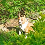 dog, tan, white_chest, sitting, garden, greenery, shrubs, plants, sunlight, outdoor, nature, leaves, calm, pet, canine, fur, animal, daylight, serious, backyard