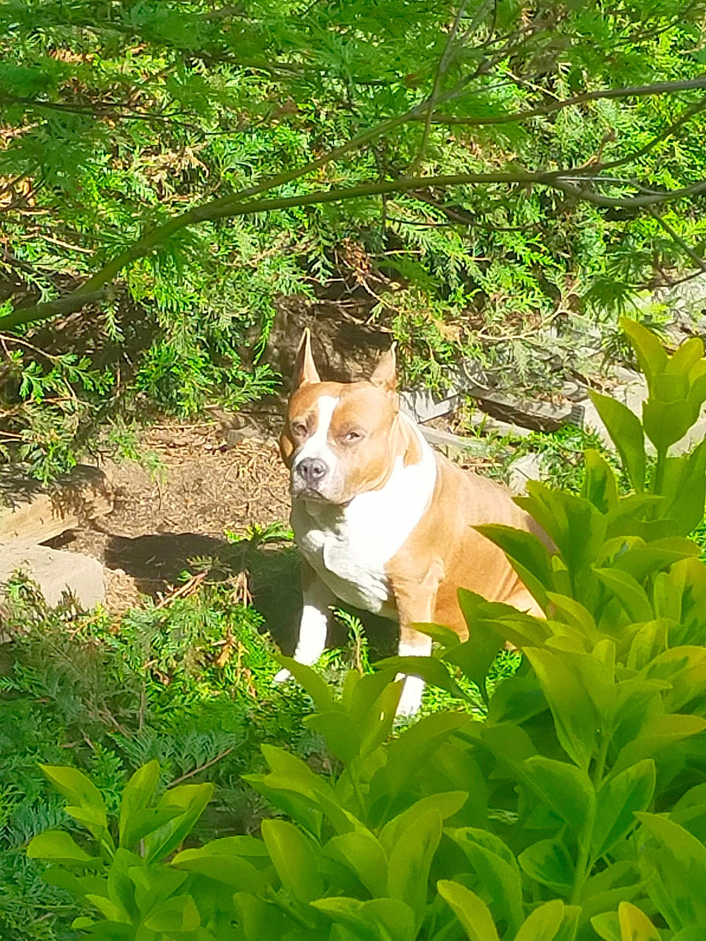Nahco participe au concours pour gagner de l'argent avec cette photo : dog, tan, white_chest, sitting, garden, greenery, shrubs, plants, sunlight, outdoor, nature, leaves, calm, pet, canine, fur, animal, daylight, serious, backyard