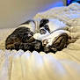 Ornelia a rejoint le concours — aidez-le/la à gagner de superbes lots ! cat, tabby, sleeping, cozy, blanket, fur, pet, indoor, resting, cute, whiskers, animal, soft, comfort, relaxation, closeup, bed, feline, nap, domestic