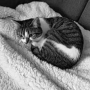 Ornelia a rejoint le concours — aidez-le/la à gagner de superbes lots ! cat, tabby_cat, animal, pet, feline, blanket, cozy, curled_up, resting, indoor, soft_texture, white_blanket, striped_fur, black_and_white, couch, relaxed, whiskers, ears, sleepy, companion