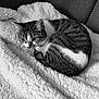cat, tabby_cat, animal, pet, feline, blanket, cozy, curled_up, resting, indoor, soft_texture, white_blanket, striped_fur, black_and_white, couch, relaxed, whiskers, ears, sleepy, companion