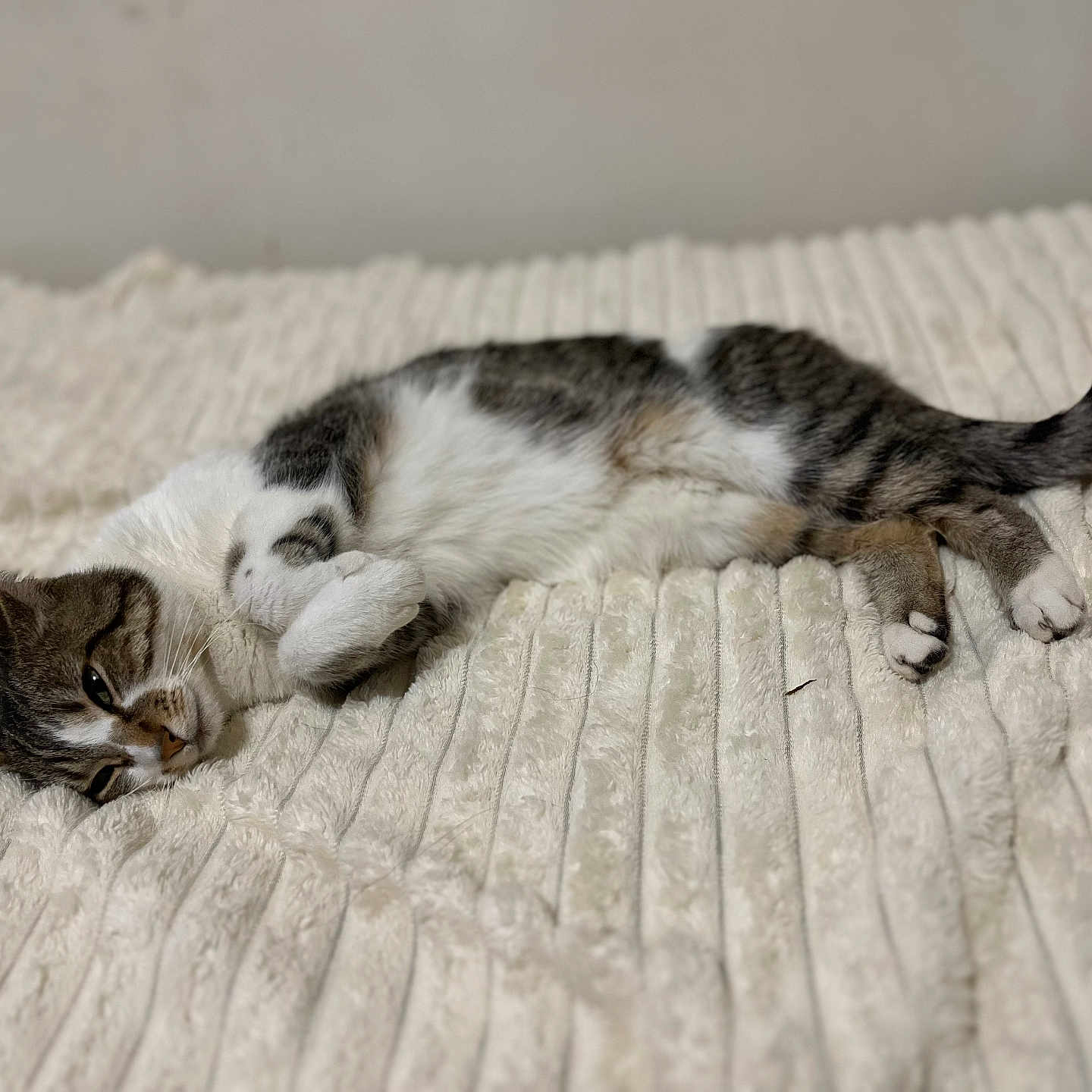 Ornelia a rejoint le concours — aidez-le/la à gagner de superbes lots ! animal, bed, blanket, cat, comfort, cozy, cute, domestic, feline, fur, indoor, lying_down, paws, pet, relaxed, resting, sleepy, soft_texture, tabby, white