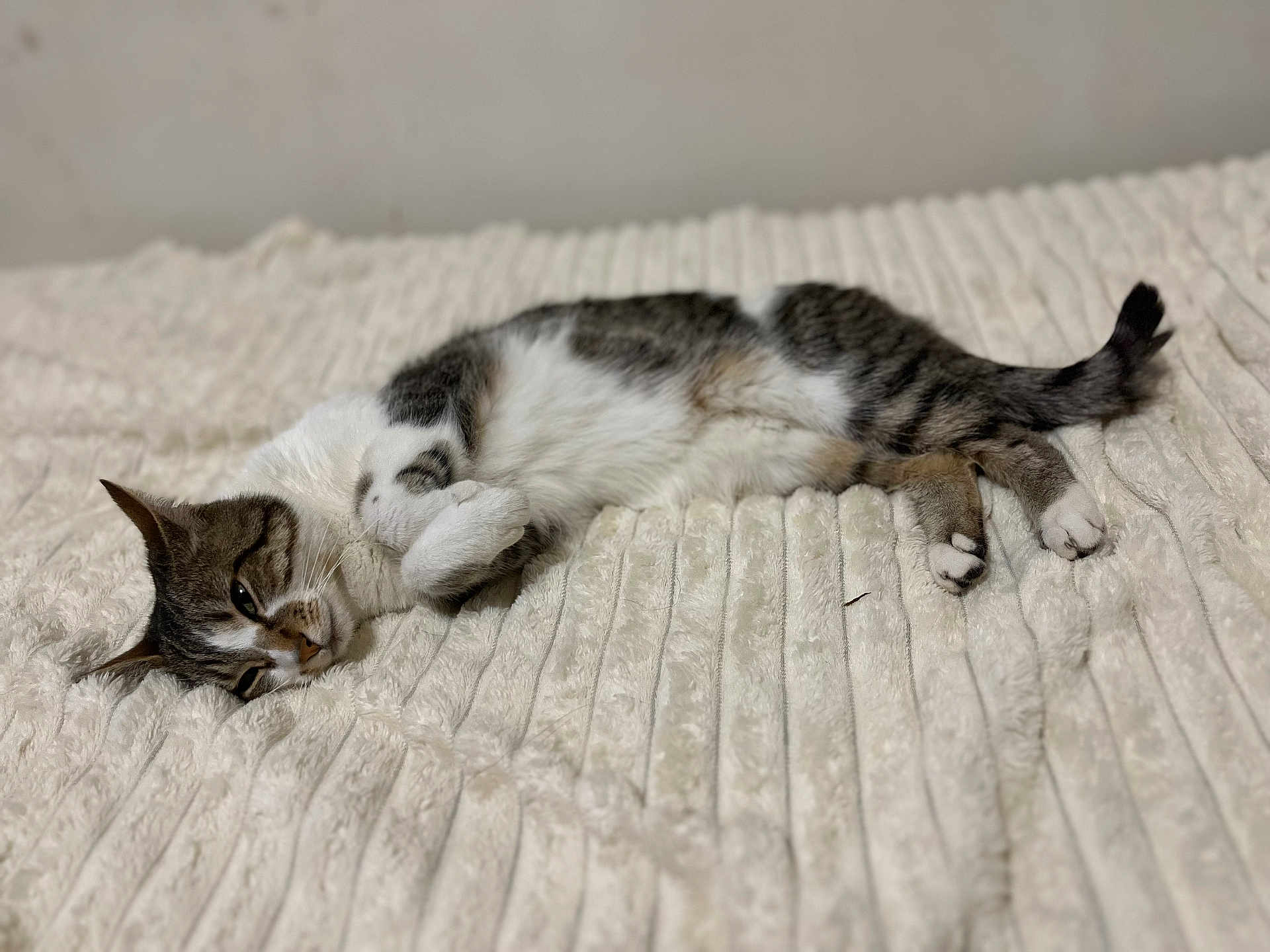 Ornelia a rejoint le concours — aidez-le/la à gagner de superbes lots ! cat, tabby, white, pet, animal, feline, resting, lying_down, cozy, blanket, soft_texture, relaxed, indoor, domestic, cute, paws, fur, sleepy, comfort, bed