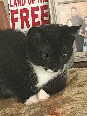 Betty is registered to the contest to win money with this photo: carnivore, cat, comfort, domestic_short_haired_cat, felidae, fur, picture_frame, small_to_medium_sized_cats, tail, terrestrial_animal, whiskers