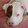 dog, white_dog, brown_markings, sleeping, lying_down, floppy_ears, pink_nose, brown_eye_patch, collar, chain_collar, pet, animal, close_up, portrait, bed, bedspread, floral_pattern, indoors, relaxed, cute