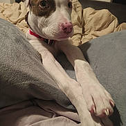 Swat a rejoint le concours — aidez-le/la à gagner de superbes lots ! dog, puppy, pit_bull, white_fur, brown_patch, pink_nose, floppy_ears, wide_eyes, collar, red_collar, paws, claws, pet, indoor, bed, blanket, legs, portrait, closeup, cute