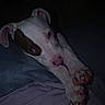 dog, puppy, white_dog, brown_patch, sleeping, lying_down, stretching, long_legs, paws, claws, pink_nose, floppy_ears, dark_room, bed, blanket, close_up, pet_portrait, indoor, dim_lighting, relaxed