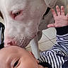 baby, dog, white_dog, infant, face, portrait, indoors, pet, animal, human, cuddling, close_up, lying_down, striped_clothing, hand, home, floor, furniture, companion, adorable