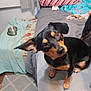 animal, bed, black_and_tan, blanket, carpet, companion, curious, cute, dog, domestic, ears, floor, fur, head_tilt, indoor, pet, pillow, small_dog, towel, water_bowl