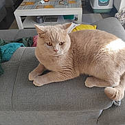 Zizou a rejoint le concours — aidez-le/la à gagner de superbes lots ! cat, beige_cat, furniture, couch, blanket, sunlight, living_room, cozy, pet, animal, relaxed, resting, indoor, home, table, colorful, soft, fur, cute, domestic