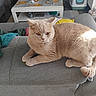 cat, beige_cat, furniture, couch, blanket, sunlight, living_room, cozy, pet, animal, relaxed, resting, indoor, home, table, colorful, soft, fur, cute, domestic