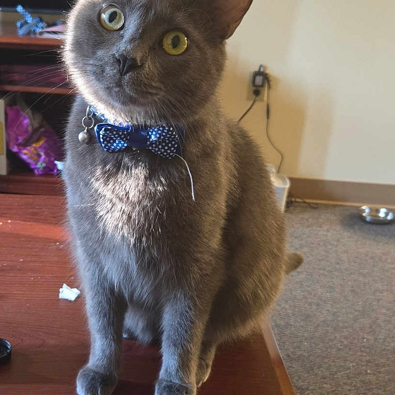 Zeus joined the competition — help win amazing prizes! bell, bow_tie, carpet, cat, collar, curious, domestic_animal, feline, gray_cat, head_tilt, indoor, living_room, pet, shadow, sitting, sunlight, table, television, wooden_table, yellow_eyes