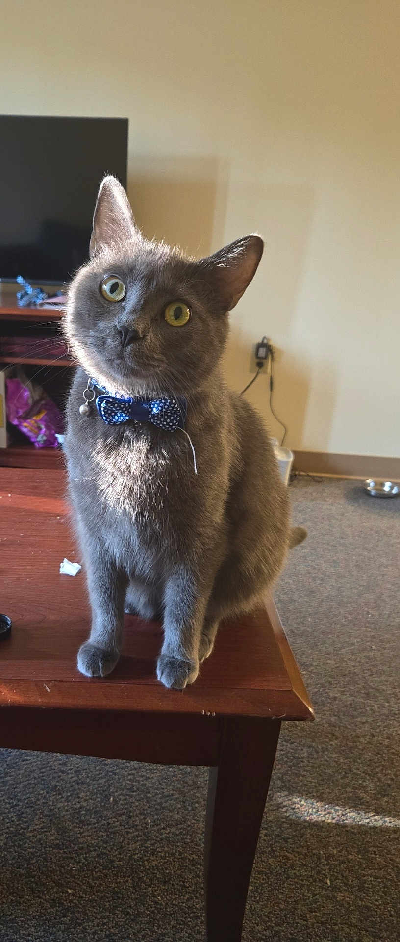 Zeus joined the competition — help win amazing prizes! cat, gray_cat, bow_tie, table, indoor, curious, pet, feline, yellow_eyes, wooden_table, domestic_animal, sitting, head_tilt, living_room, television, carpet, collar, bell, sunlight, shadow