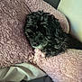 animal, bed, black_dog, blanket, companion, cozy, curly_fur, cute, dog, domestic_animal, fur, indoors, nose, pet, pink_blanket, relaxing, resting, sleeping, snuggling, soft_texture