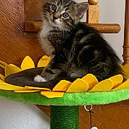 Levi joined the competition — help win amazing prizes! kitten, tabby, cat, cat_tree, sunflower, toy, bee, indoor, pet, cute, feline, animal, playful, curious, fur, whiskers, ears, paw, domestic, household