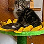 kitten, tabby, cat, cat_tree, sunflower, toy, bee, indoor, pet, cute, feline, animal, playful, curious, fur, whiskers, ears, paw, domestic, household