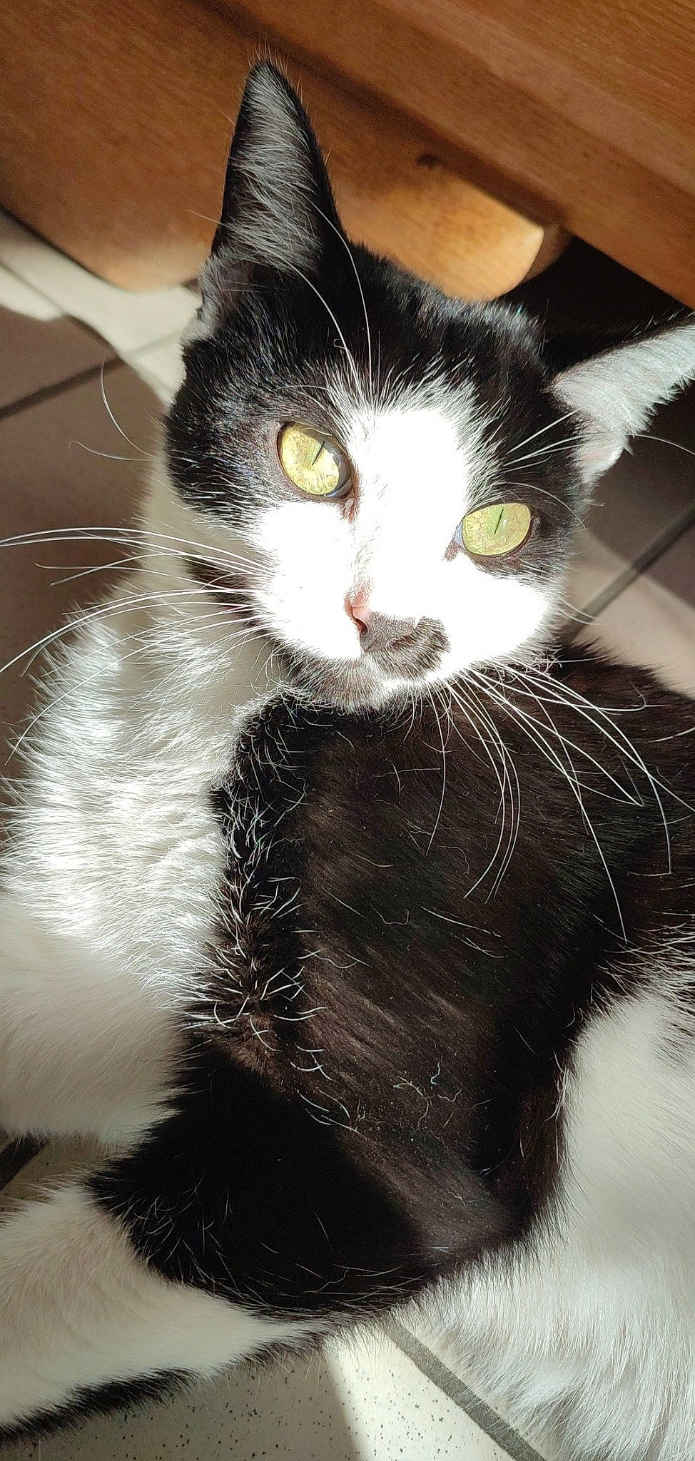 Ohana a rejoint le concours — aidez-le/la à gagner de superbes lots ! carnivore, cat, comfort, domestic_short_haired_cat, ear, felidae, fur, iris, monochrome, monochrome_photography, paw, small_to_medium_sized_cats, snout, tail, terrestrial_animal, whiskers, window