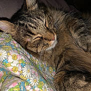 Cotton is registered to the contest to win money with this photo: animal, blanket, cat, close_up, comfort, cozy, cute, domestic_animal, floral_pattern, fur, indoors, mammal, peaceful, pet, relaxation, rest, sleeping, soft, tabby, whiskers