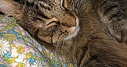 Cotton is registered to the contest to win money with this photo: animal, blanket, cat, close_up, comfort, cozy, cute, domestic_animal, floral_pattern, fur, indoors, mammal, peaceful, pet, relaxation, rest, sleeping, soft, tabby, whiskers