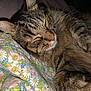 animal, blanket, cat, close_up, comfort, cozy, cute, domestic_animal, floral_pattern, fur, indoors, mammal, peaceful, pet, relaxation, rest, sleeping, soft, tabby, whiskers