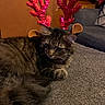 Cotton is registered to the contest to win money with this photo: cat, tabby_cat, antlers, red_sequin, costume, indoor, carpet, furniture, couch, wooden_cabinet, pet, animal, relaxed, lying_down, ears, furry, brown, cozy, holiday, decor
