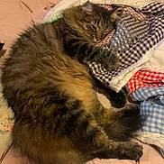 Cotton is registered to the contest to win money with this photo: cat, tabby, sleeping, fluffy, bed, quilt, blanket, cozy, indoor, pet, fur, relaxed, comfort, resting, animal, cute, domestic, mammal, patchwork, snuggling