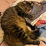 cat, tabby, sleeping, fluffy, bed, quilt, blanket, cozy, indoor, pet, fur, relaxed, comfort, resting, animal, cute, domestic, mammal, patchwork, snuggling