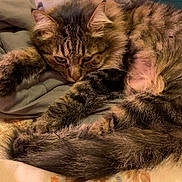Cotton joined the competition — help win amazing prizes! cat, tabby, fluffy, pet, animal, feline, bed, blanket, resting, indoor, cozy, fur, whiskers, sleepy, cute, paw, tail, relaxed, closeup, warm_lighting
