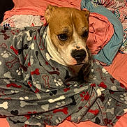 Baby joined the competition — help win amazing prizes! dog, blanket, bed, indoor, furniture, brown, white, pattern, paw_print, bone, snug, cozy, pet, fur, animal, expression, resting, comfort, textile, soft