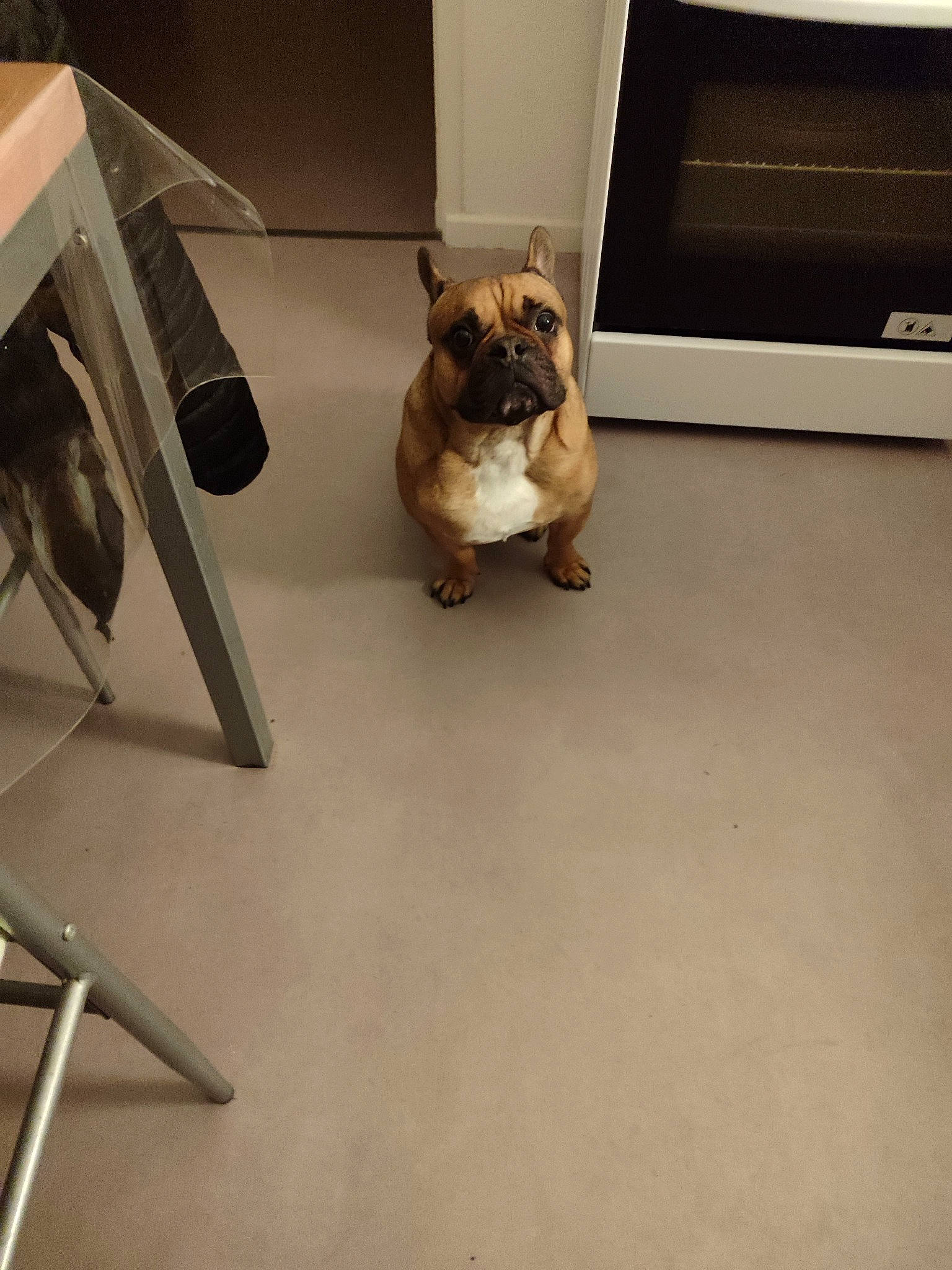 Guizmo participe au concours pour gagner de l'argent avec cette photo : bulldog, cameras_optics, carnivore, companion_dog, dog, dog_breed, eyewear, fawn, flooring, hardwood, home_appliance, kitchen_appliance, pet_supply, pug, snout, sporting_group, television, toy_dog, wood, working_animal