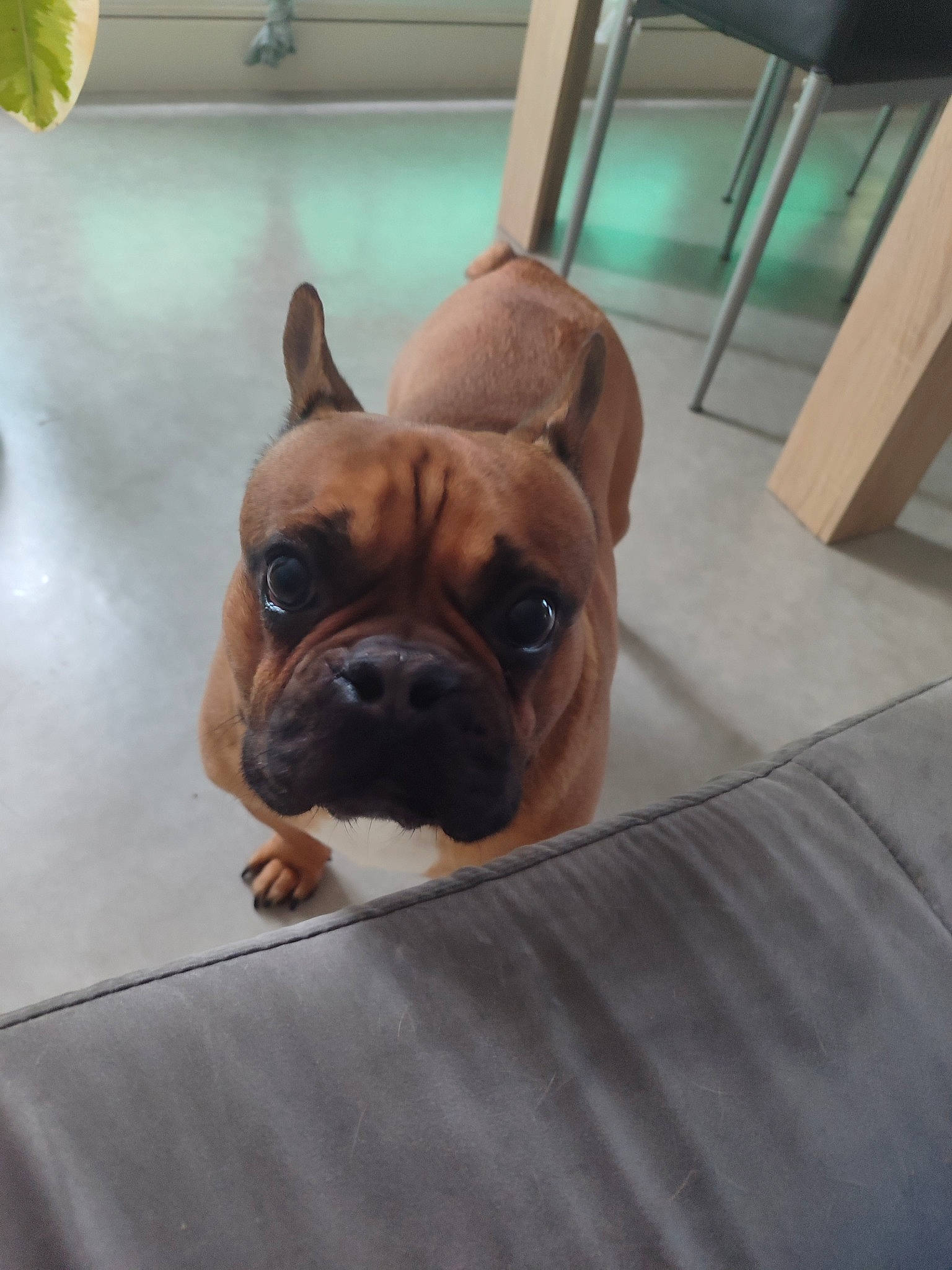 Guizmo a rejoint le concours — aidez-le/la à gagner de superbes lots ! bulldog, canidae, carnivore, chair, companion_dog, dog, dog_breed, ear, fawn, floor, flooring, french_bulldog, hardwood, snout, sporting_group, terrestrial_animal, toy_dog, wood, working_animal, wrinkle