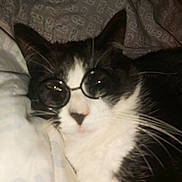 Perle a rejoint le concours — aidez-le/la à gagner de superbes lots ! cat, black_and_white, glasses, pet, animal, whiskers, bed, fabric, cute, relaxed, indoor, feline, close_up, soft, cozy, sleepy, domestic, mammal, face